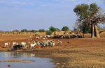 Dorflandschaft, Fada-Ngourma, Burkina Faso