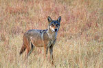 Indischer Wolf, Velavadar Nationalpark, Gujarat