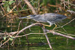 Mangrovenreiher, Kazinga Channel, Uganda