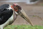 Marabu, Lake Albert, Uganda