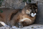 Puma (Felis concolor), Arizona (Gehege)