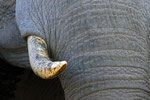Afrikanischer Elefant (Loxodonta africana), Moremi Game Reserve, Botswana