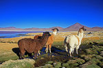 Lamas, Laguna Colorada, Bolivien