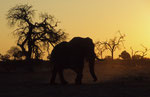 Elephant, Kwai River Region, Moremi Game Reserve, Okavango-Delta