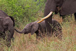 Elefant, Murchison Falls Nationalpark, Uganda