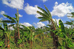 Bananenplantage, Santiago de los Caballeros, Dominikanische Republik