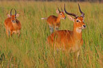 Uganda Kob, Queen Elizabeth Nationalpark, Uganda