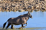 Oryx, Wasserstelle Okakaukuejo, Etosha Nationalpark