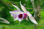 Orchidee, Madang, Madang Province