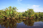 Sekonyer River, Tanjung Puting Nationalpark, Borneo