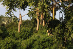 Leberwurstbaum, Uganda