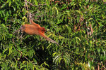 Nasenaffe, Tanjung Puting Nationalpark, Borneo