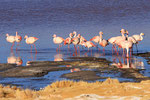 Flamingos, Laguna Colorada, Bolivien