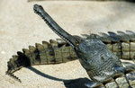 Ganges-Gavial (Gavialis gangeticus), Terai, Nepal