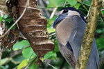 Kahnschnabel (Cochlearius cochlearius), Costa Rica