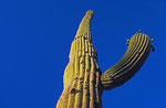 Saguaro-Kaktus, Arizona