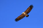 Bengalgeier, Ranthambore Nationalpark, Rajasthan