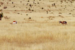 Landschaft bei Marfa, Texas