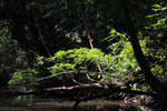 Regenwald, Tortugera Nationalpark, Costa Rica