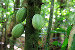 Kakao-Baum, Salto del Limon, Dominikanische Republik