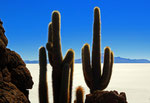 Isla Incahuasi, Salar de Uyuni, Bolivien