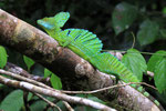 Stirnlappen-Basilisk (Basiliscus plumiformes), Costa Rica