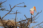 Nimmersatt-Storch,  Keoladeo-Nationalpark, Bharatpur, Rajasthan