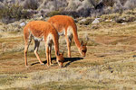 Vicunas, Salar de Surire, Chile