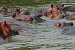 Nilpferde, Kazinga Channel, Uganda