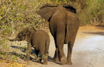 Afrikanischer Elefant (Loxodonta africana), Chobe Nationalpark, Botswana