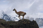 Guanako, Nationalpark Torres del Paine, Chile