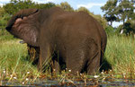 Elefant, Boro River, Moremi Game Reserve, Okavango-Delta