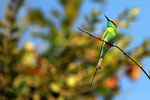 Smaragdspint, Sasan Gir, Gujarat