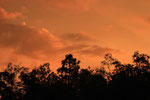 Tanjung Puting Nationalpark, Borneo