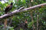 Schwarzschnabel-Paradieselster (Paradiesvogel), Western Highlands