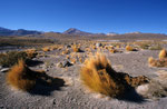 Atacama bei El Tatio, Chile