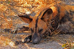 Wildhund, Moremi Game Reserve, Okavango-Delta