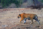 Ranthambore Nationalpark, Rajasthan