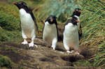 Felsenpinguin (Eudyptes chrysocome), Falklands