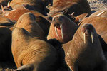 Walross, (Odobenus rosmarus), Spitzbergen