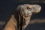 Komodowaran, Komodo