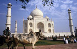 Taj Mahal, Agra