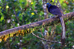 Prinzessin-Stephanie-Paradiesvogel, Western Highlands