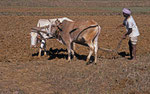 Madhya Pradesh 