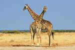 Giraffe, Nxai Pan Nationalpark