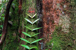 Tanjung Puting Nationalpark, Borneo