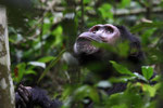 Schimpanse, Kibale Forest, Uganda