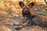 Wildhund, Moremi Game Reserve, Okavango-Delta