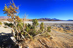 Laguna Honda, Bolivien