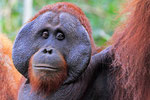 Orang Utan, Tanjung Puting Nationalpark, Borneo